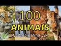 100 animais incrveis para crianas  conhecendo os animais reais