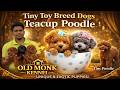 World’s Smallest Teacup Poodle 🐩 | Rare Color Toy Breed Dogs 🐶| Old Monk Kennel Bangalore #poodle