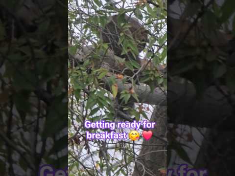 Squirrel Before Breakfast Fypシ Shorts Foryou Cute Pets Funnyvideo Squirrel Fyp Viral