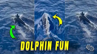 Boaters Encountering Playful Dolphins in the Maldives by ViralSnare Rights Management 2,654 views 4 days ago 3 minutes, 56 seconds