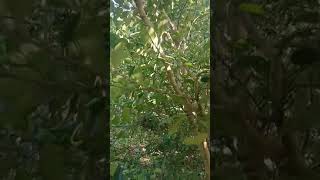 citron hpja 30