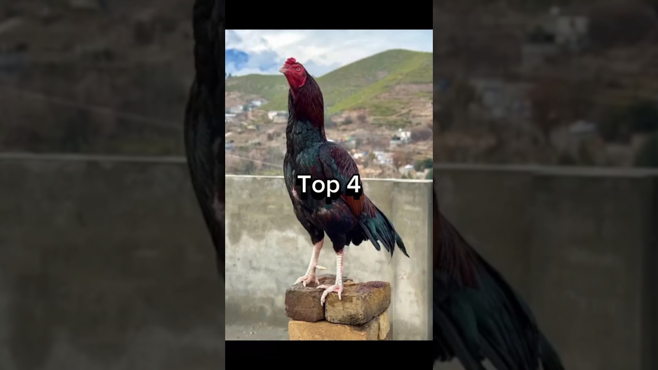 Top 5 Best Aseel Murga 