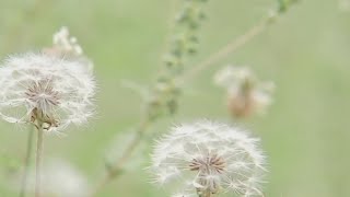 How to find relief during peak allergy season | NBC4 Washington
