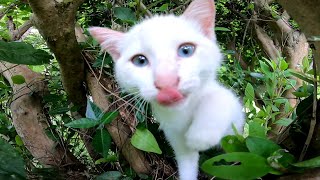 茂みの中で子猫が鳴いていました