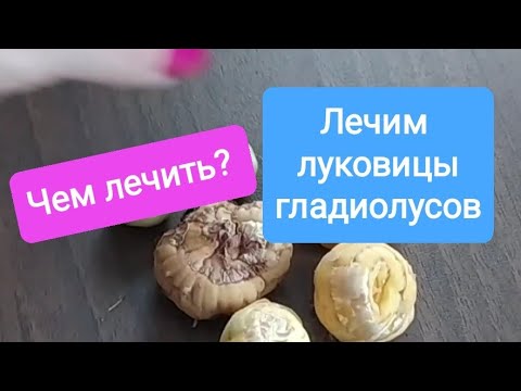 Лечение гладиолусов.  Чем лечить? Луковицы гладиолуса зимой. Gladiolus. Gladiolo