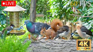 🔴 LIVE: Cat TV 😺 Summer Fun with Cute Birds, Squirrels, Chipmunks 🐦 4K Cat Games HDR
