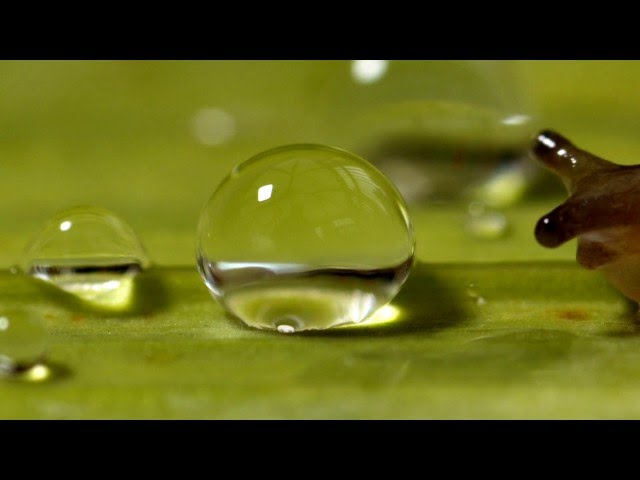 Slug shocked by water droplet class=