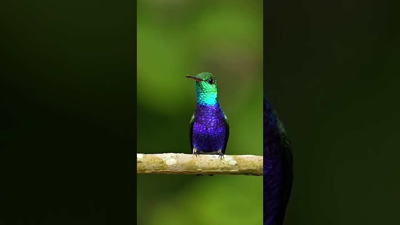 Have you ever seen a violet breasted hummingbird?