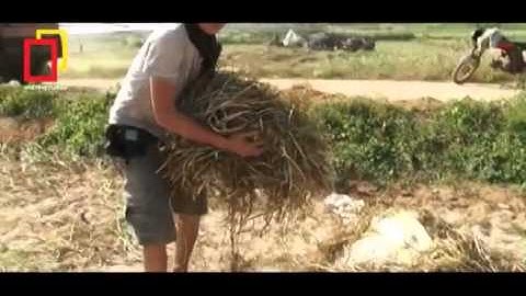 Học Nghề trồng tỏi Lý Sơn  -  Tài trợ bởi Tân Thành Lý Sơn