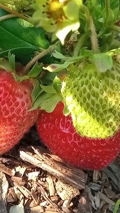 Первая 🍓клубничка на Байкале! - YouTube