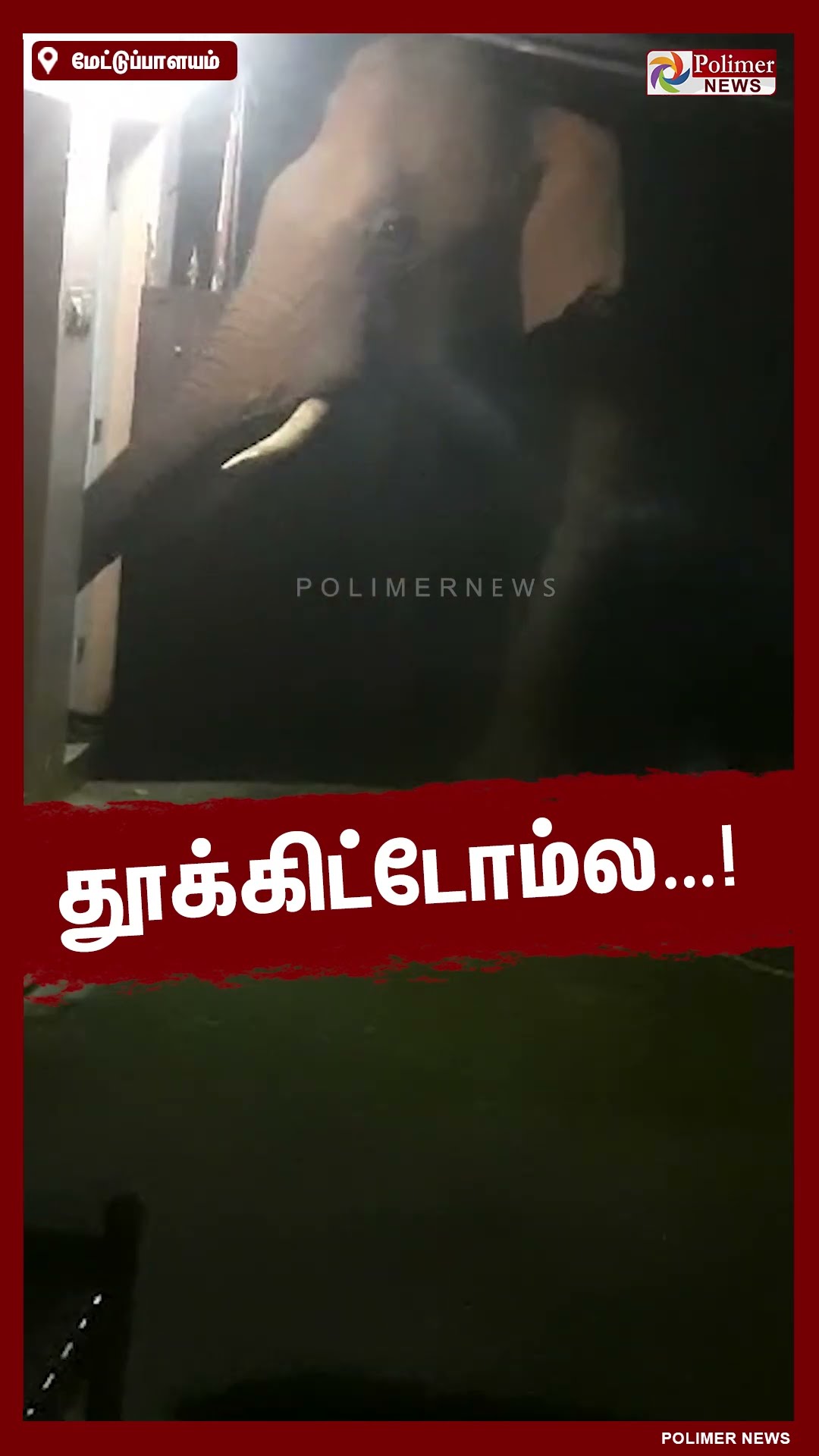 தூக்கிட்டோம்ல..!! உணவு தேடி வீட்டு பகுதியில் வாழைத்தாரை தூக்கி சென்ற யானை..!! #shorts