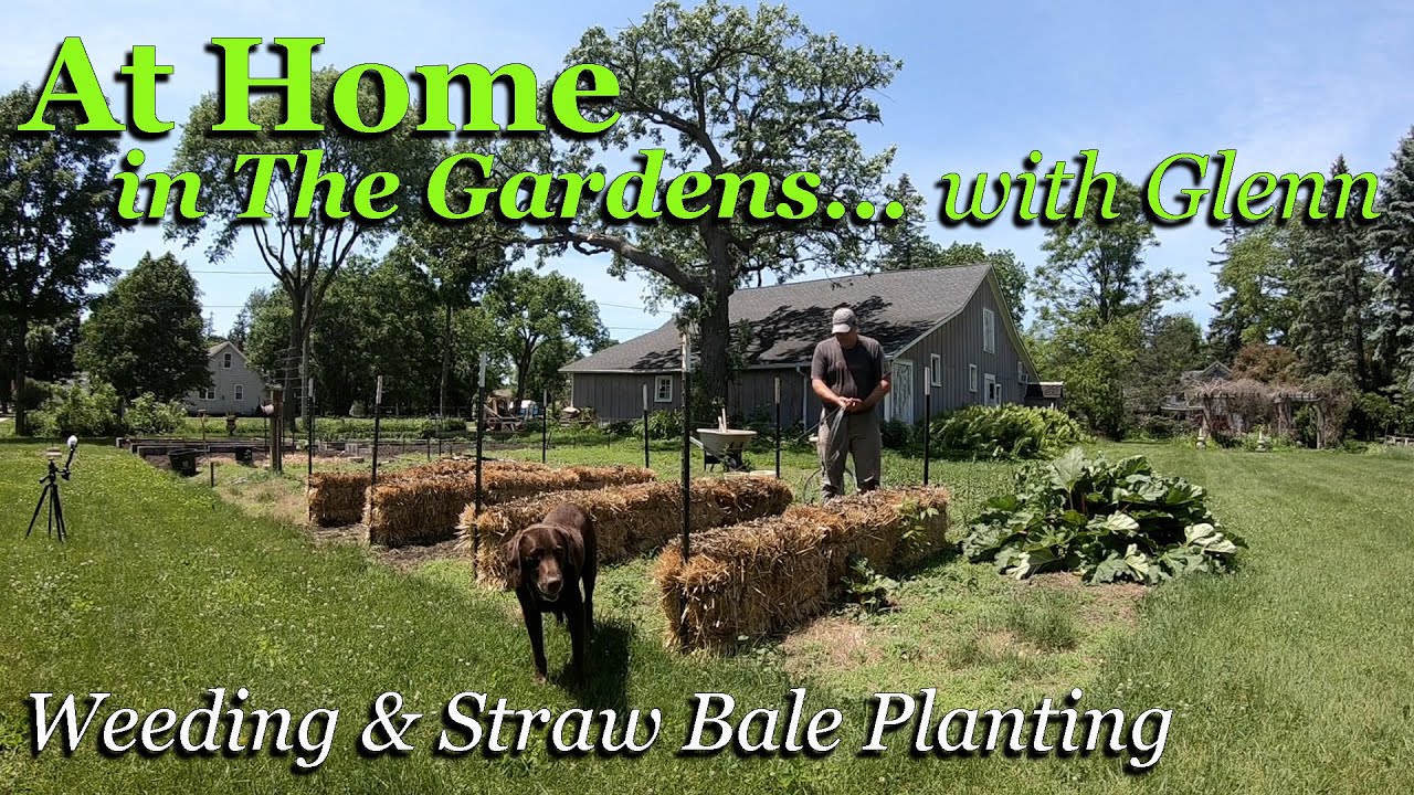 Weeding & Straw Bale Planting ~ At Home in The Gardens with Glenn