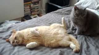 British Shorthair Lovefest Bonanza Fat Cats NSFW by Brian Chambers 255 views 2 years ago 1 minute, 5 seconds