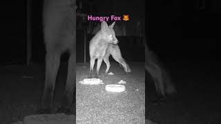 Hungry Little Fox Calls In The Garden For A Snack