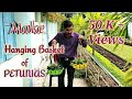 पेटूनिया के हैंगिंग बास्केट कैसे बनाए । Hanging Basket of Petunia