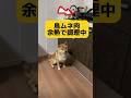 とうとう完璧な日本語で調理を急かしはじめた柴犬 #柴犬とん