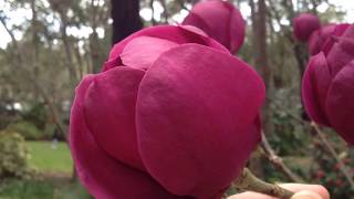 Magnolias araluen