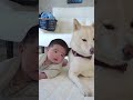 思わず笑ってしまう!柴犬が赤ちゃんの初めての寝返りを見た反応! #shorts #柴犬と赤ちゃん #shibainu #柴犬
