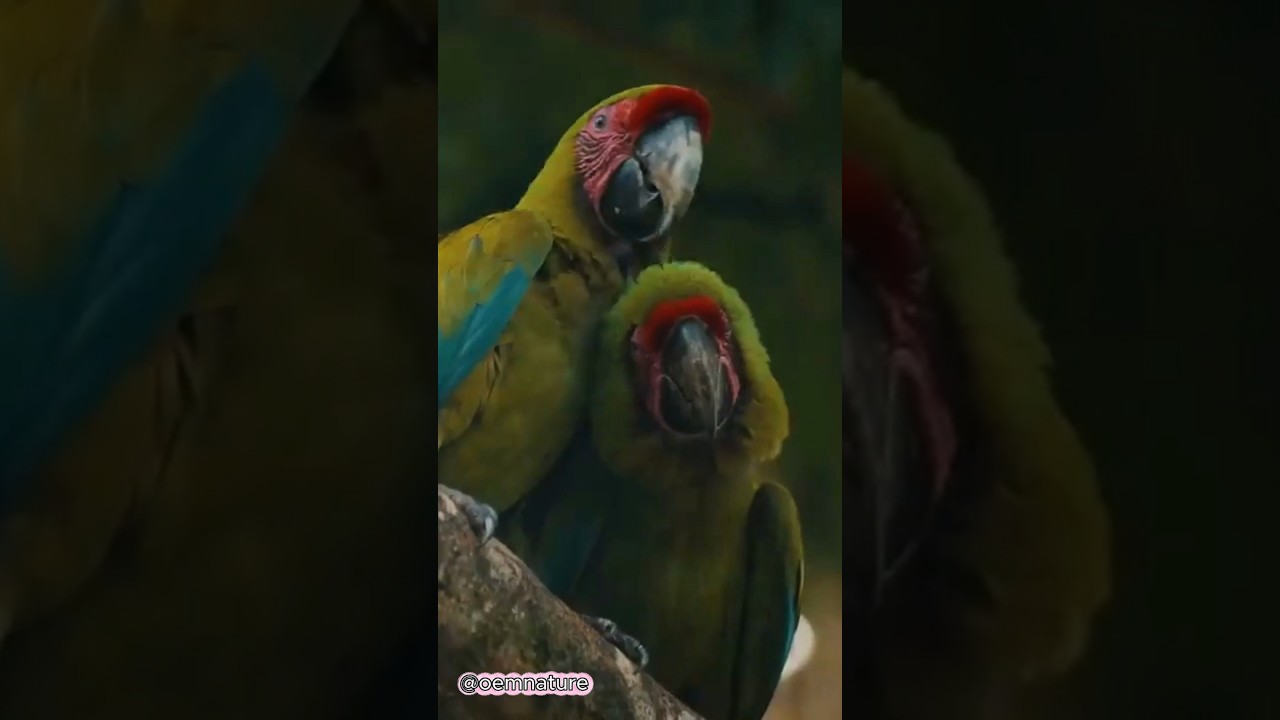 Macaws Vibrant Guardians of the Amazon 