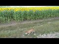 一面に咲くヒマワリには興味がない柴犬