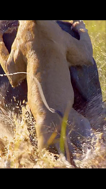 They are all fighting with all their might just to survive. #wildlife #animals #shorts