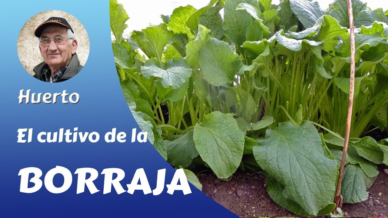 BORRAJAS: EL CULTIVO COMPLETO DE LA BORRAJA, Growing borage