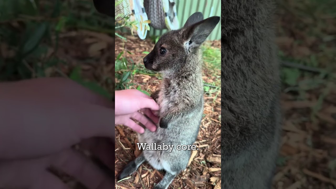 Wallaby core. 🦘🦘 