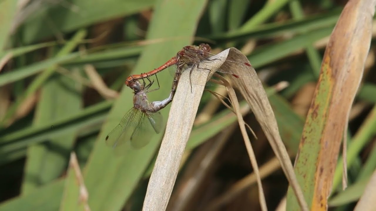 Libélulas, libelloides y otros insectos alados