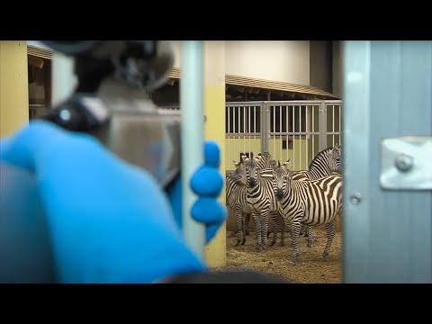 Video: Kunnen zebra's worden bereden?