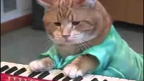 10 Hour of Keyboard Cat REINCARNATED!