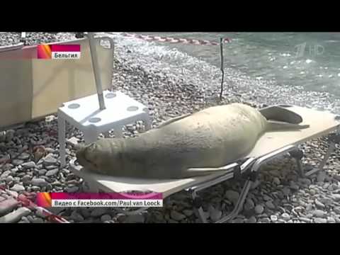 Морской котик прилег на лежак