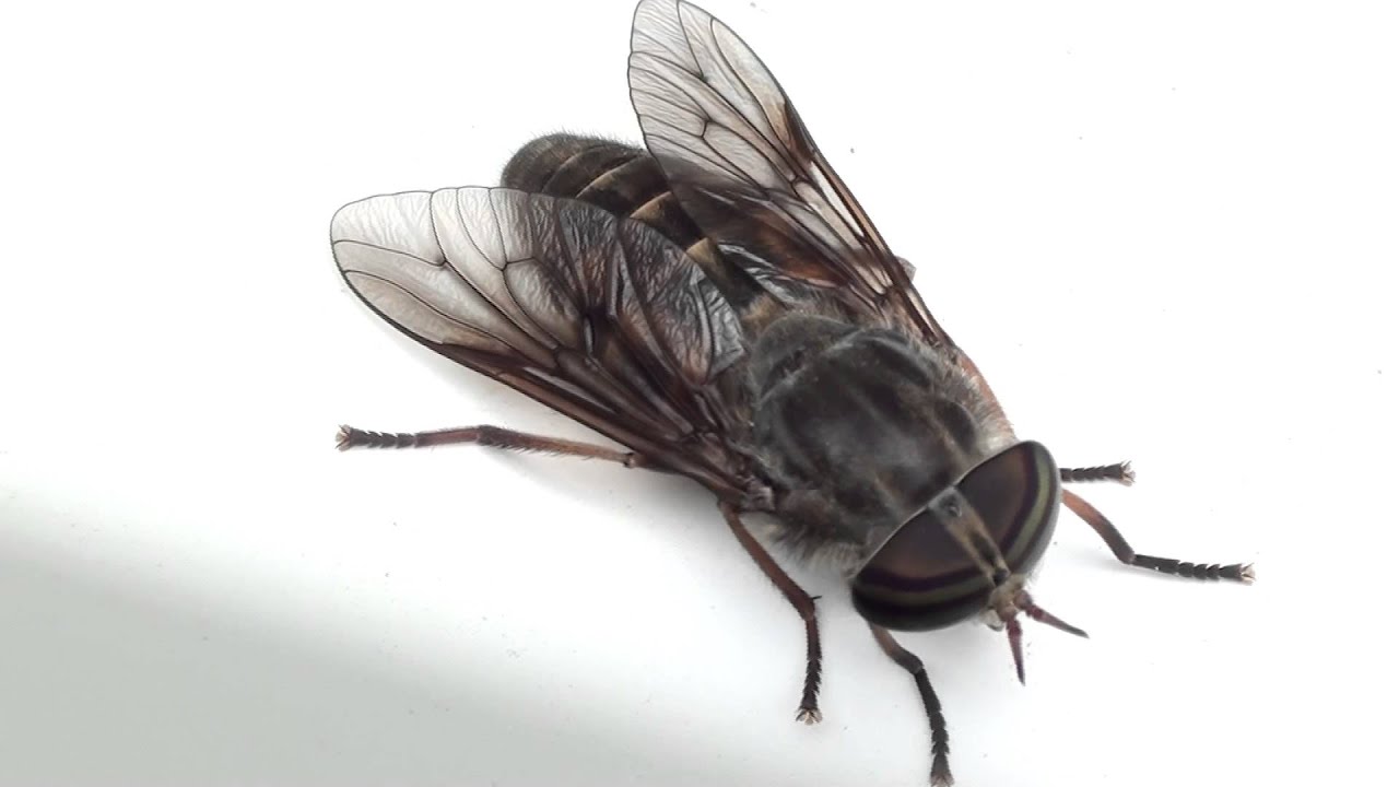 Horse Fly (Tabanidae) Dorsal View