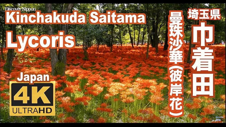 ［4k］巾着田の曼珠沙華（彼岸花）埼玉、Lycoris（red spider lily) in Kinchakuda 曼珠沙華まつり ヒガンバナJapan Flower garden - 天天要聞