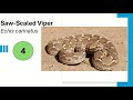 Venomous Snakes of Pakistan