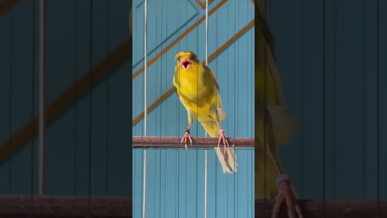 🐤 Canários Cantando Natural | Canary Song Relaxing