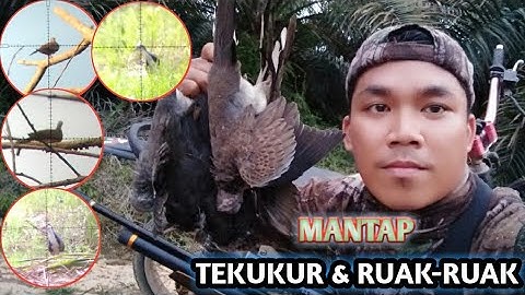 BERBURU RUAK-RUAK & TEKUKUR‼️SPOT LUAR BIASA AUTO PANEN