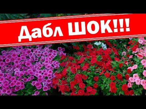Рождение клумб. Идеи для новых цветников. Делаем клумбы из петуний, гацаний, томатов