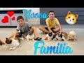 NOSSA FAMÍLIA COM CINCO GATINHOS 🐱