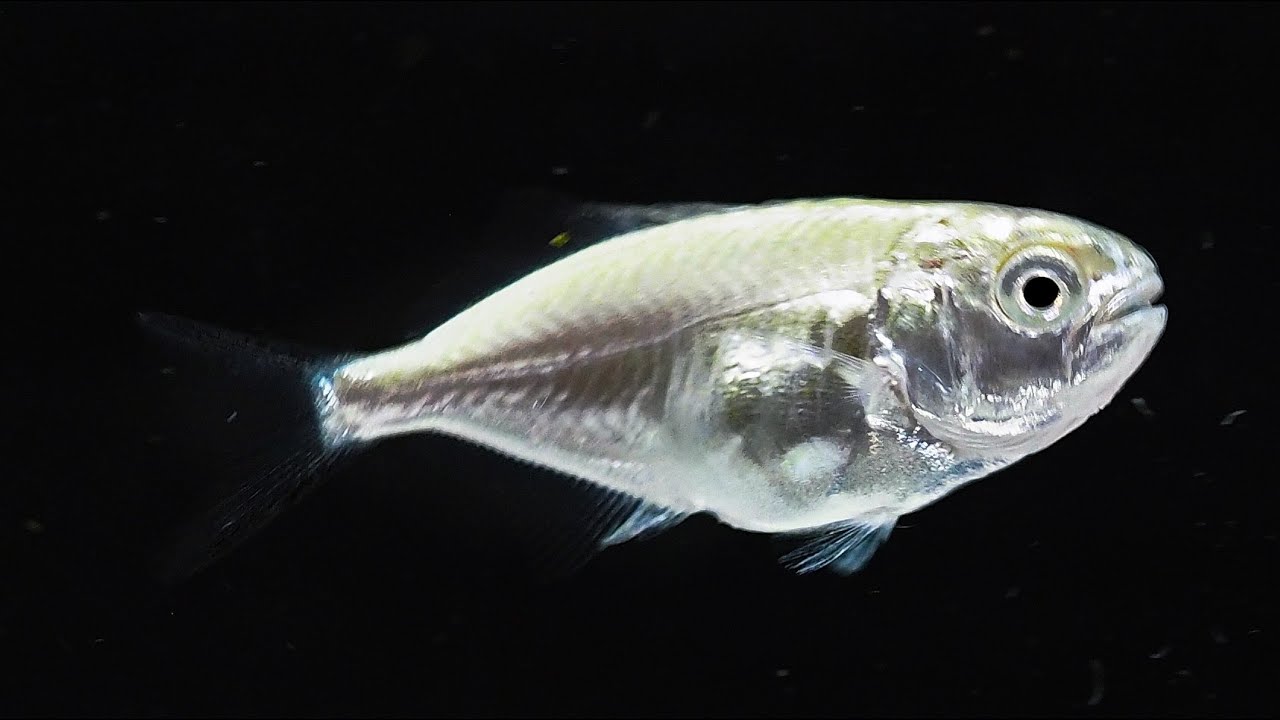 コバンアジ幼魚 漁港へいこう 動画で 岸壁採集 図鑑 Youtube