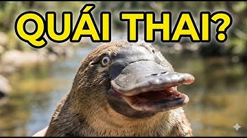 Thú Mỏ Vịt (Platypus) – "Giao Diện Lỗi" Của Tạo Hóa? 🤯 Sự Thật Sốc Óc Mà Bạn Chưa Biết