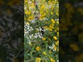 7 more places to see the #superbloom in Shelby!