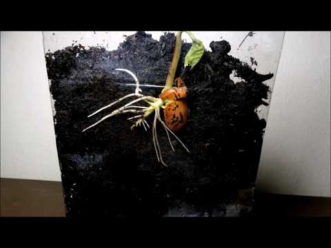 Βίντεο: Ποιο φυτό μεγαλώνει ταχύτερα