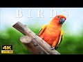 WILDLIFE 4K - Relaxing Music For Resting The Mind - Stop Thinking - Heals Stress And Anxiety
