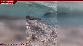 Akdeniz Foku Muğlada Görüntülendi