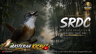 pancingan SRDC, kacer,decu (sikatan rimba dada coklat) @kicau-d3j