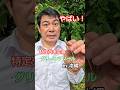 みんなで捕まえよう!特定外来生物グリーンアノール!Capture a non-native Green Anole in Okinawa, JAPAN ≫生物ハンター加藤英明【公式】かとチャン