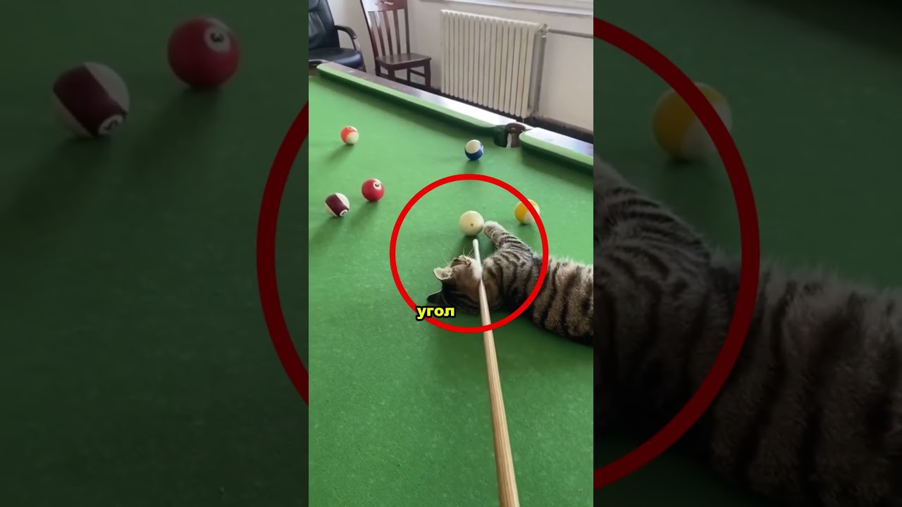 Этот кот стал её тайным тренером 😳🐱