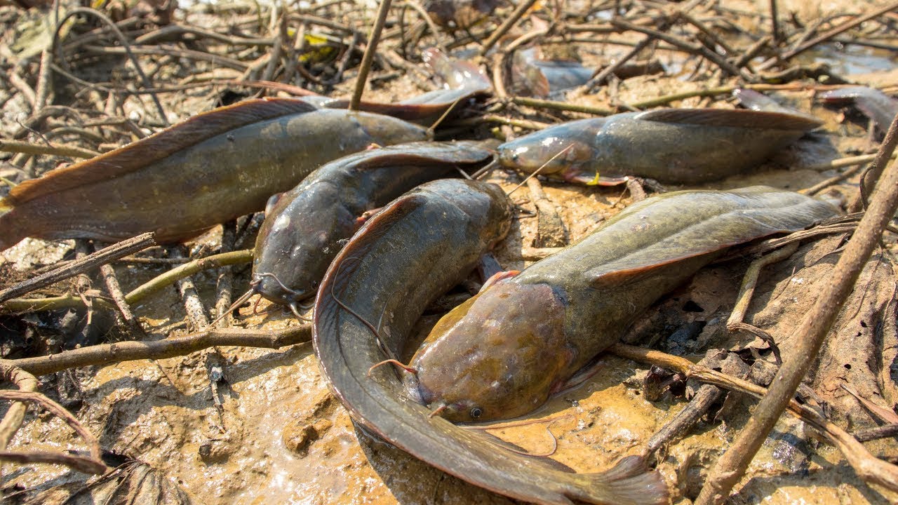 A mazing Fishing ! Catching Many Catfish in Mud Water in Lake When ...