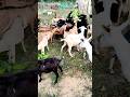 putul leaf For Goats | green leaf for Goats | black Bengal Goat | Goat diet
