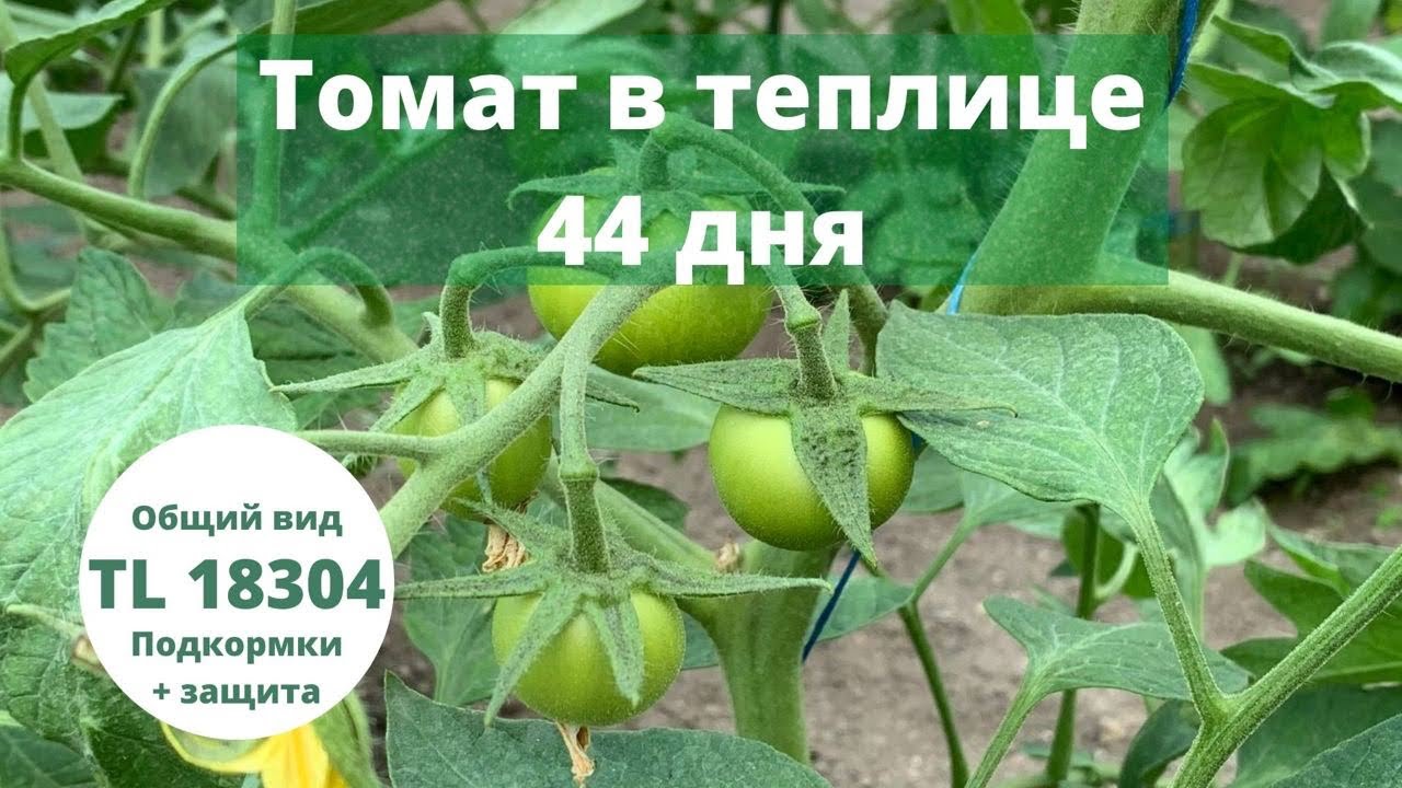 Розовый томат в теплице. TL 18304 (ТЛ 18304). 44 дня